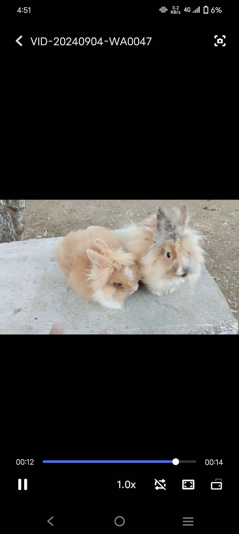 Fancy dwarf Rabbits and bunnies Lionhead, Hotot, Angora, 6