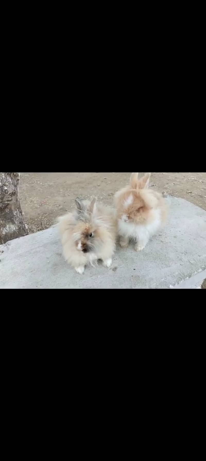 Fancy dwarf Rabbits and bunnies Lionhead, Hotot, Angora, 7