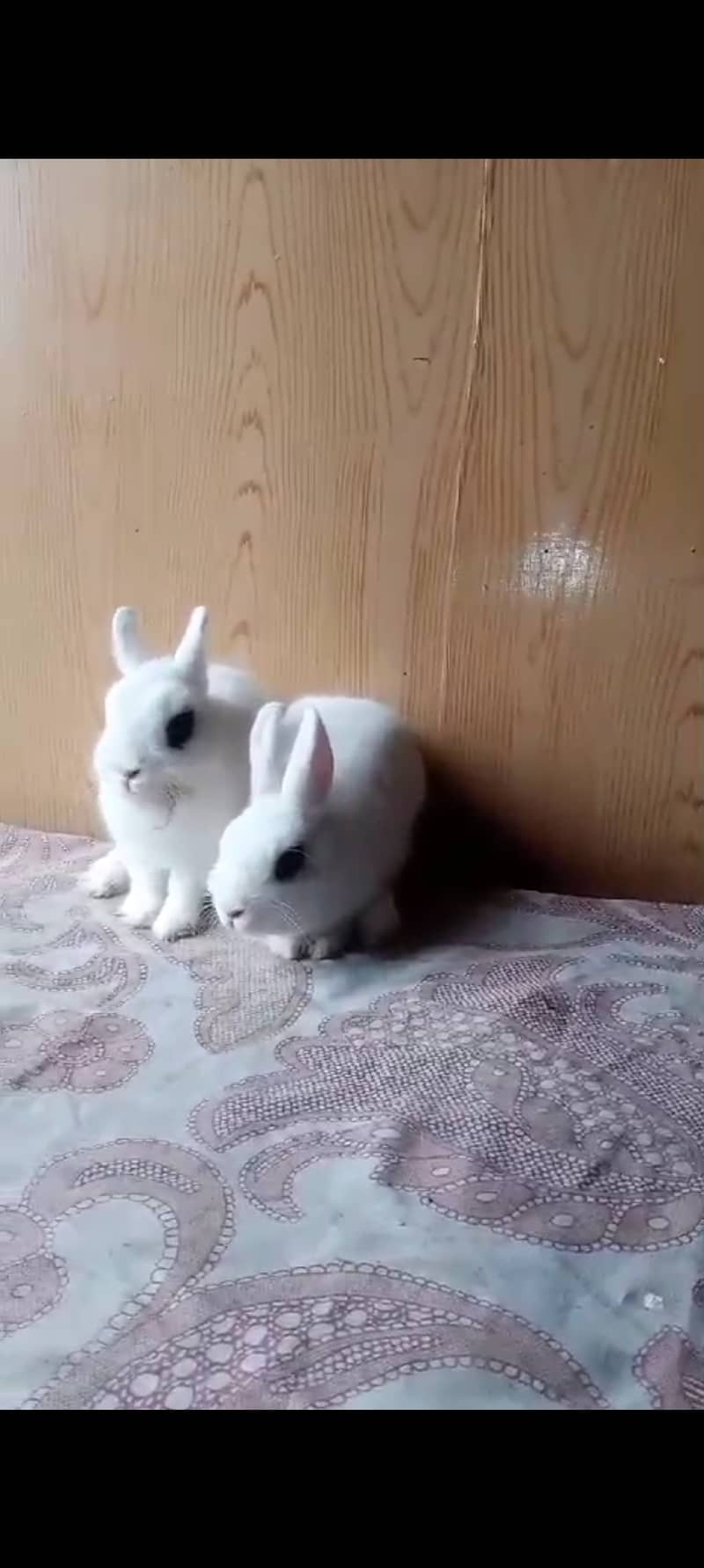 Fancy dwarf Rabbits and bunnies Lionhead, Hotot, Angora, 8