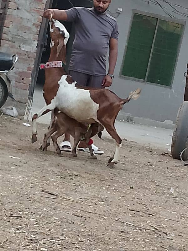 Nagara bakri bacha ka shatha 0