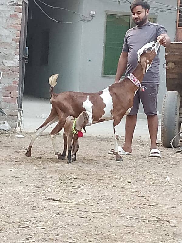 Nagara bakri bacha ka shatha 6