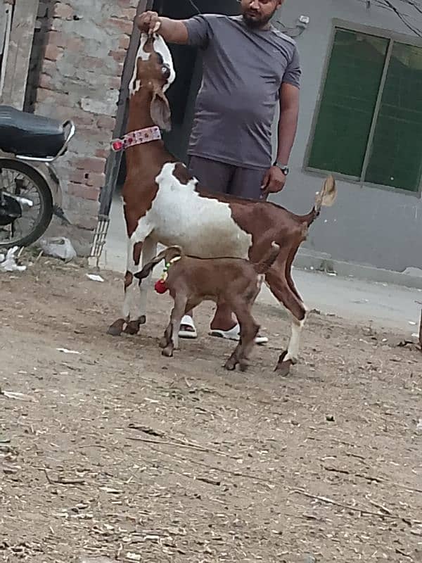 Nagara bakri bacha ka shatha 7