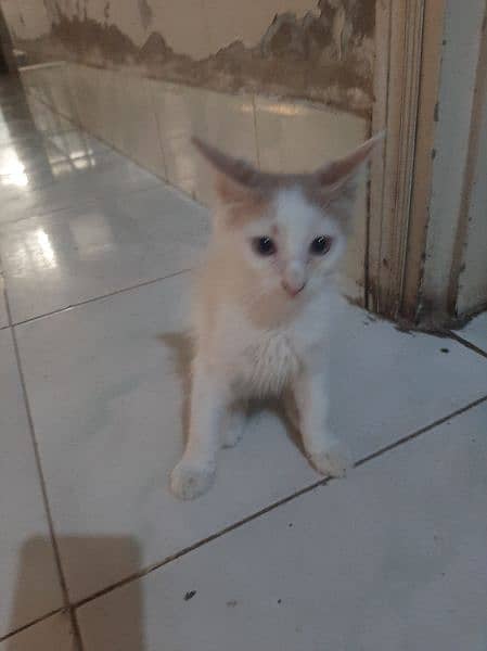 kittens double coat white persian 5