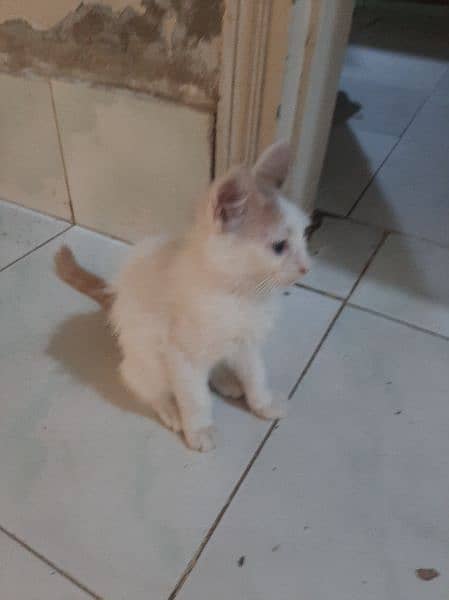 kittens double coat white persian 6