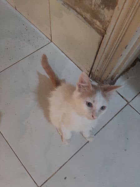 kittens double coat white persian 7