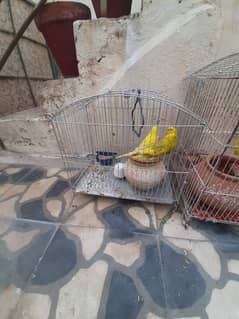 parrot for sale