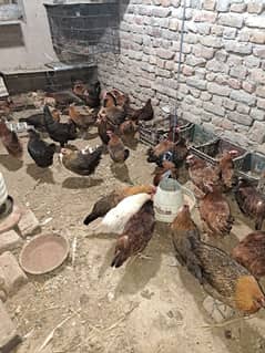 For sale Desi Hen Egg Layer