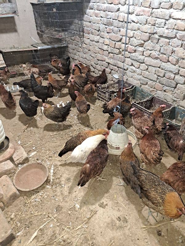 For sale Desi Hen Egg Layer 0