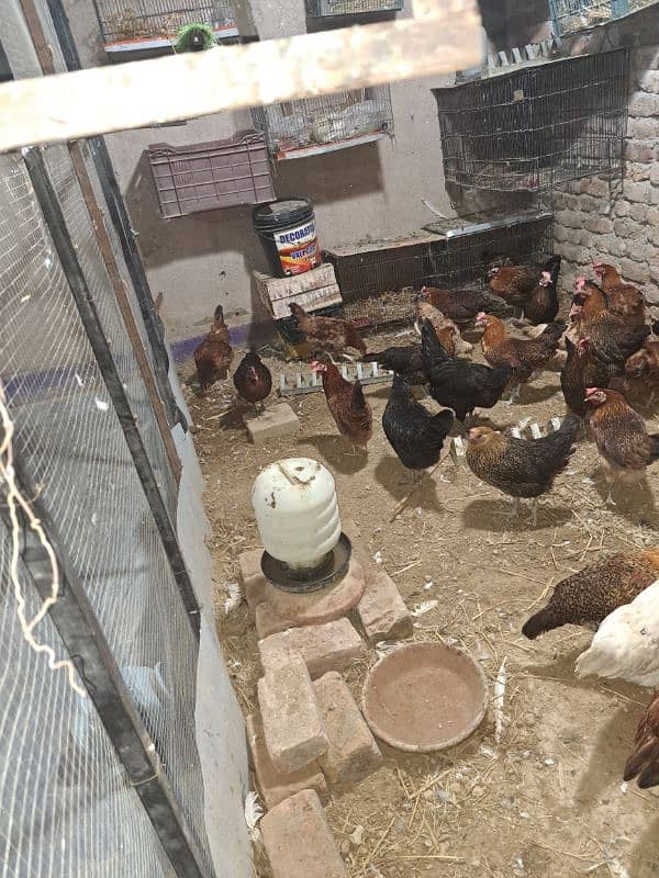 For sale Desi Hen Egg Layer 1