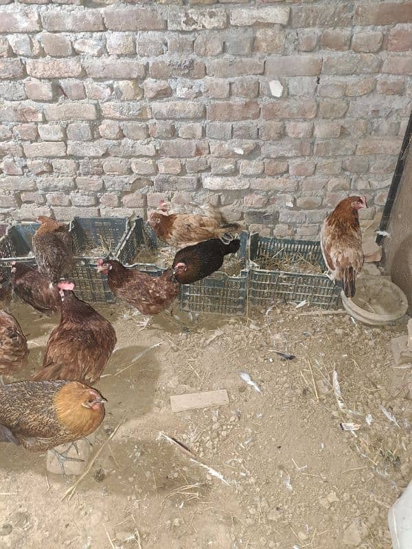 For sale Desi Hen Egg Layer 2