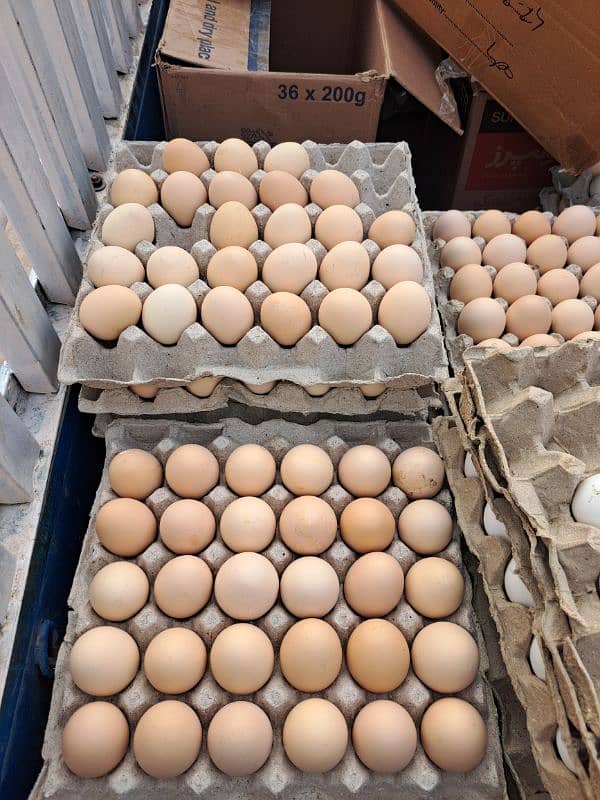 For sale Desi Hen Egg Layer 3