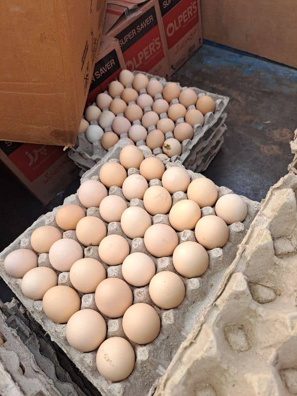 For sale Desi Hen Egg Layer 4