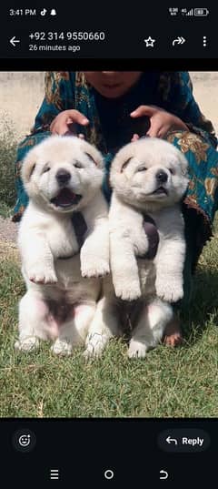 alabhi dog / alabhi / alabhi puppies/2 month old