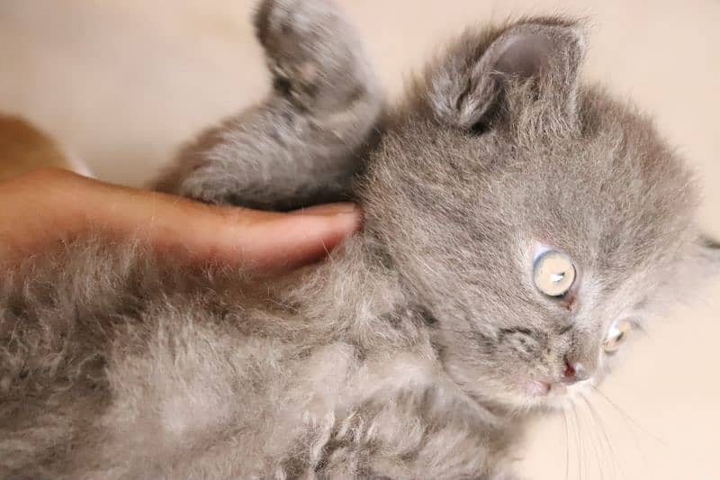 Persian kittens | Unique Grey color | Male Female Active and playfull 2