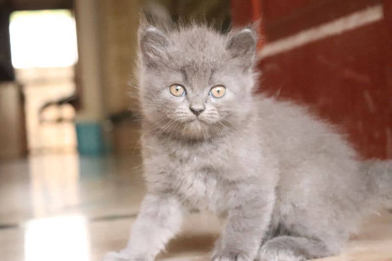 Persian kittens | Unique Grey color | Male Female Active and playfull 1