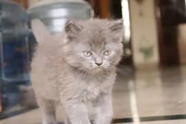 Persian kittens | Unique Grey color | Male Female Active and playfull