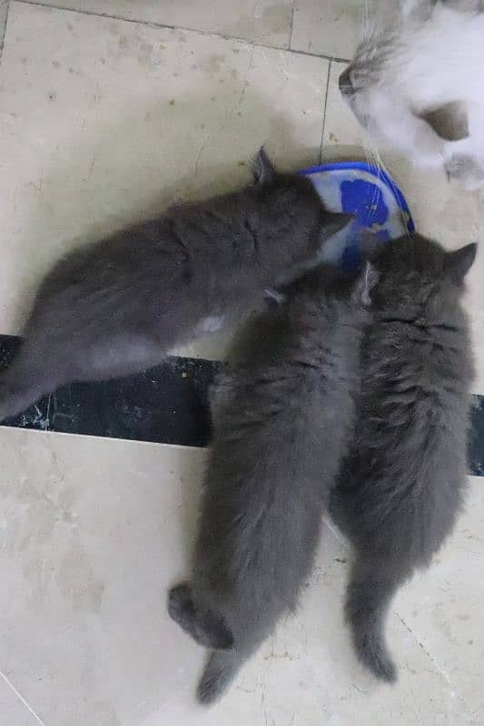 Persian kittens | Unique Grey color | Male Female Active and playfull 3