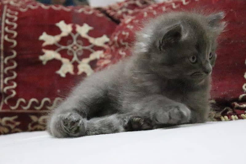 Persian kittens | Unique Grey color | Male Female Active and playfull 4