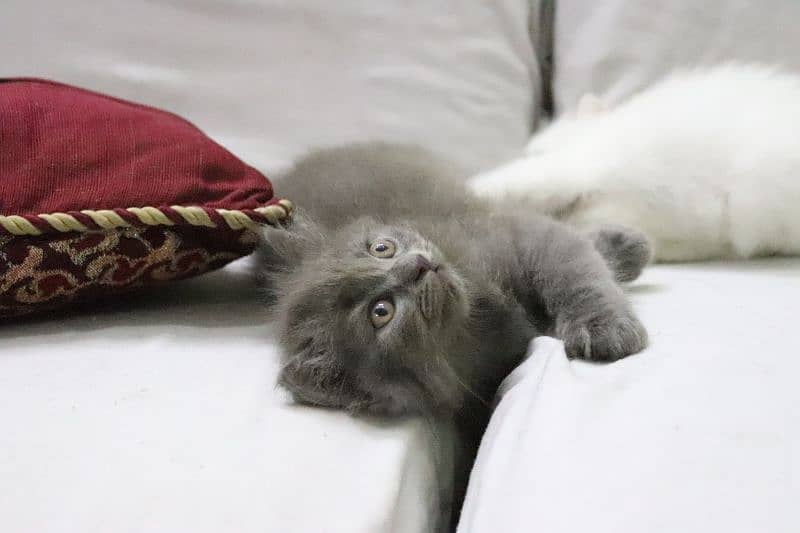 Persian kittens | Unique Grey color | Male Female Active and playfull 5