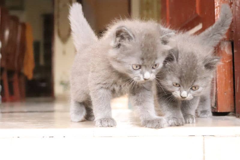 Persian kittens | Unique Grey color | Male Female Active and playfull 6