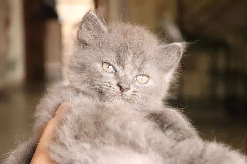 Persian kittens | Unique Grey color | Male Female Active and playfull 7