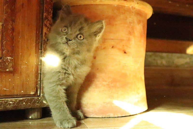 Persian kittens | Unique Grey color | Male Female Active and playfull 8