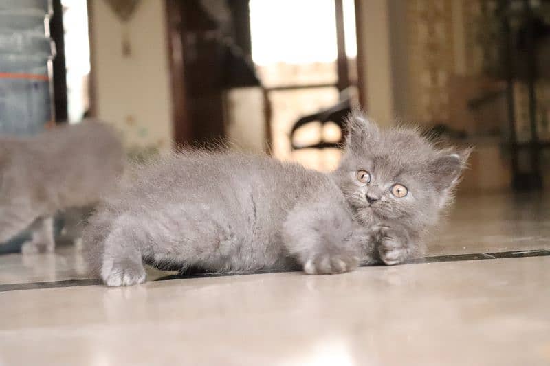 Persian kittens | Unique Grey color | Male Female Active and playfull 9