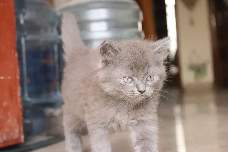 Persian kittens | Unique Grey color | Male Female Active and playfull 11