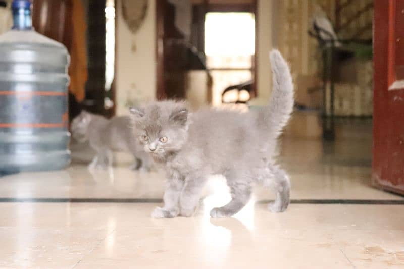 Persian kittens | Unique Grey color | Male Female Active and playfull 12