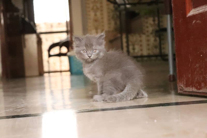 Persian kittens | Unique Grey color | Male Female Active and playfull 13