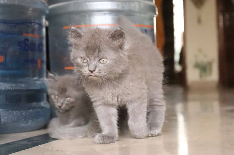 Persian kittens | Unique Grey color | Male Female Active and playfull 14