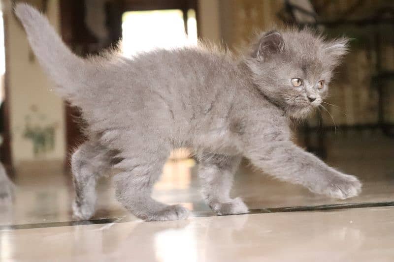 Persian kittens | Unique Grey color | Male Female Active and playfull 15