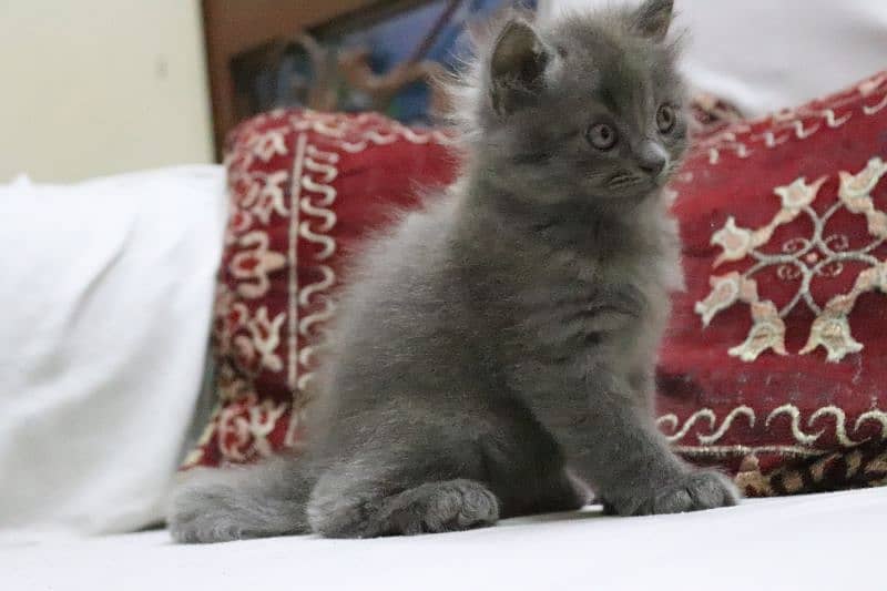 Persian kittens | Unique Grey color | Male Female Active and playfull 16