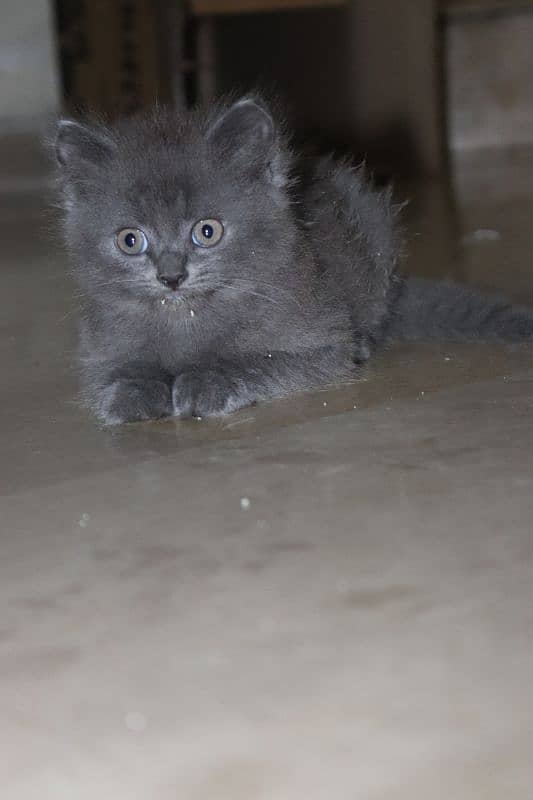 Persian kittens | Unique Grey color | Male Female Active and playfull 17