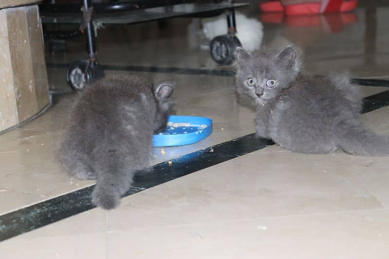 Persian kittens | Unique Grey color | Male Female Active and playfull 18