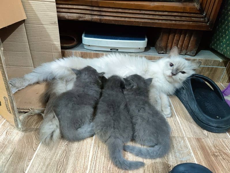 Persian kittens | Unique Grey color | Male Female Active and playfull 19