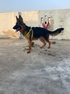 German shepherd dog 5 month old urgent sale