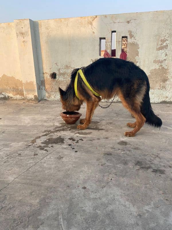 German shepherd dog 5 month old urgent sale 1