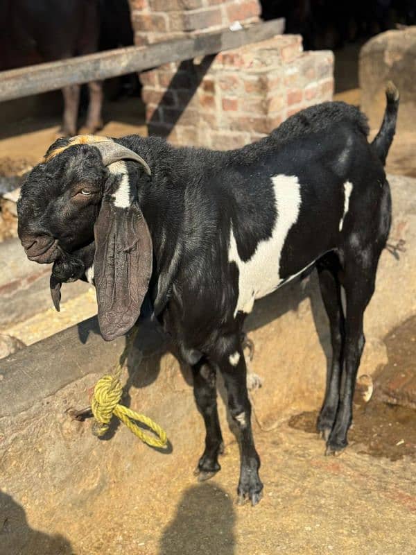 bakra for sale 5