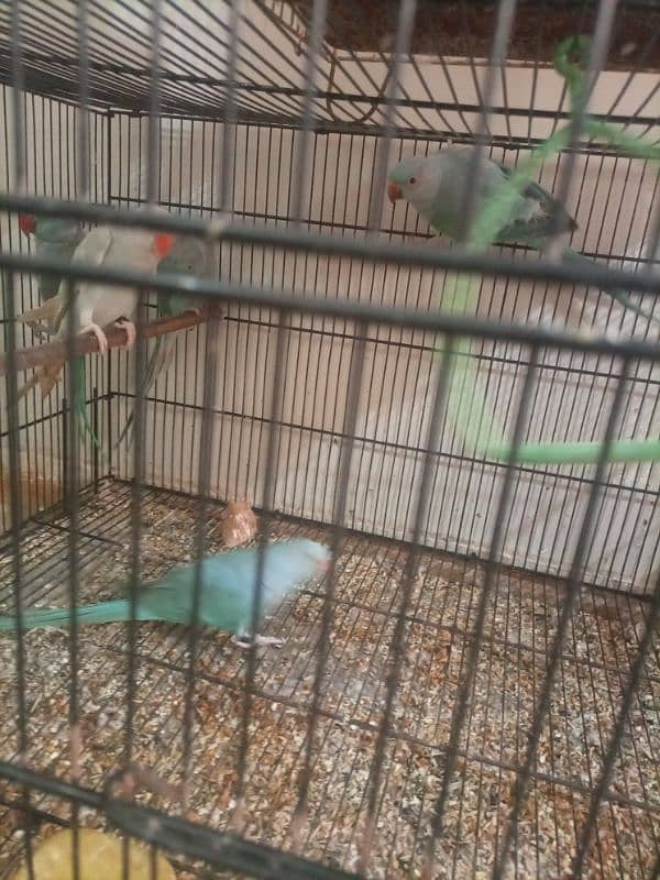 Blue Ringneck Pair 1