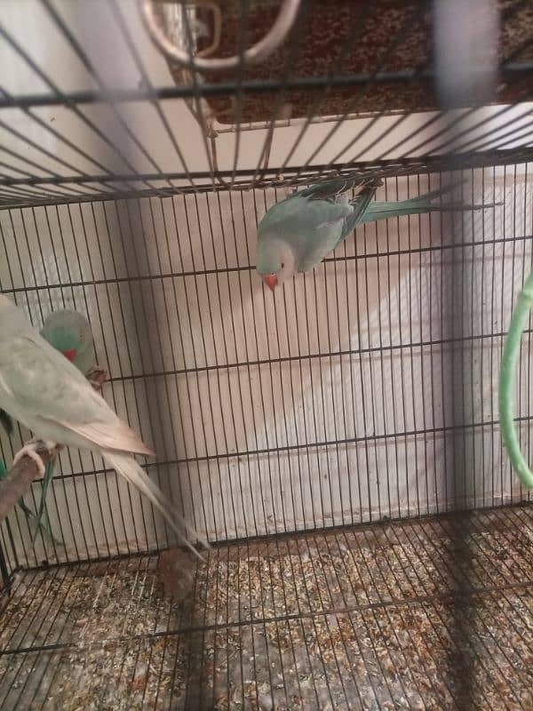 Blue Ringneck Pair 3