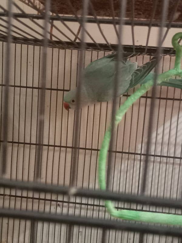 Blue Ringneck Pair 4