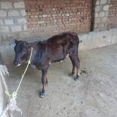 2 cow bechari available for sell