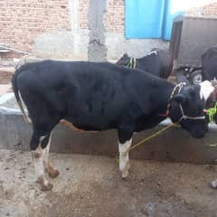 cow bechari available for sell