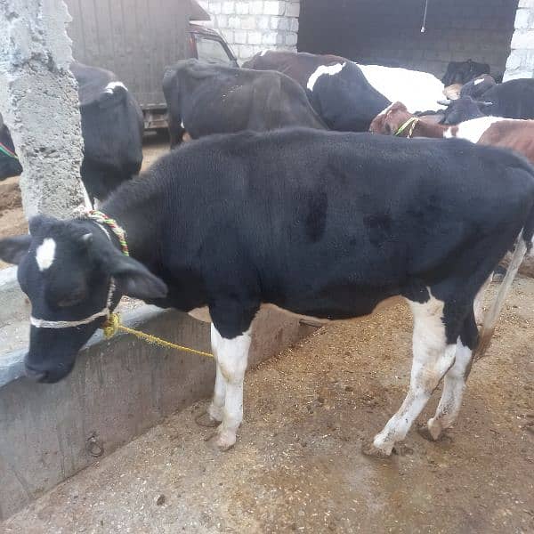 2 cow bechari available for sell 2