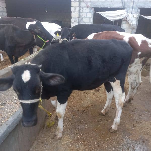 2 cow bechari available for sell 3