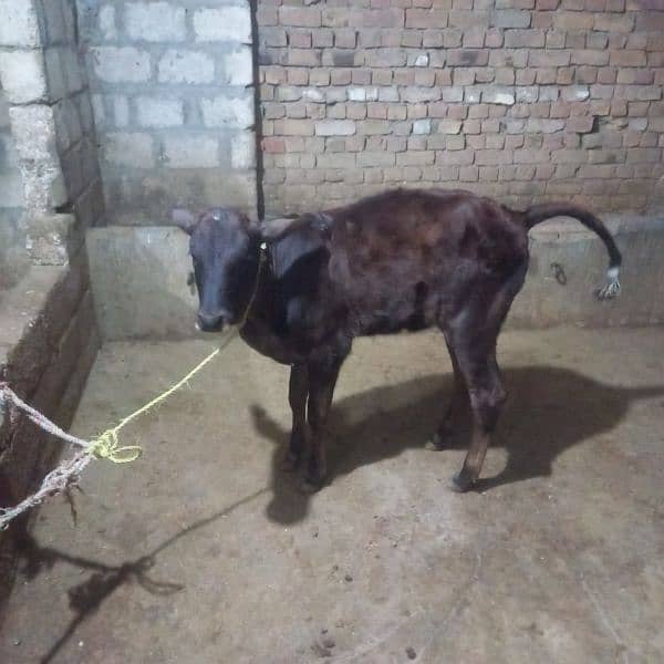 2 cow bechari available for sell 4