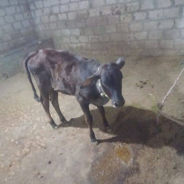 2 cow bechari available for sell 5