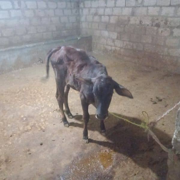 2 cow bechari available for sell 6