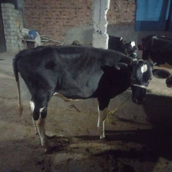 2 cow bechari available for sell 7